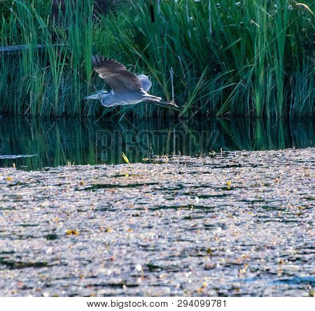 A Grey Heron Flying Over The Waters Of Loch Linlithgow In Scotland