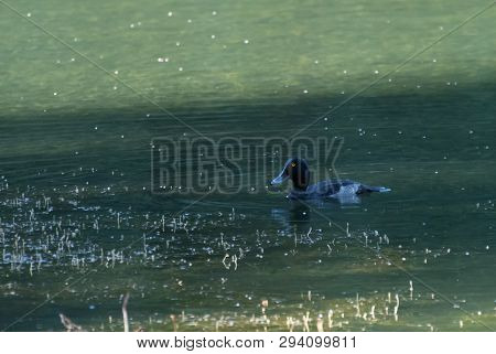 A Female Tufted Duck Swimming On The Water Of Loch Linlithgow