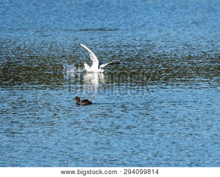 A Black Headed Gull Lands In The Waters Of Loch Linlithgow With A Little Grebe Swimming By