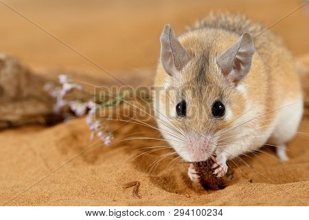 Close-up Female Spiny Mouse (acomys Cahirinus) Eats Insect On Sand And Looks At Camera. Small Dof Fo