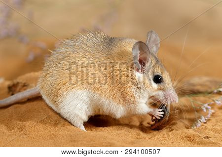 Close-up Female Spiny Mouse (acomys Cahirinus) Eats Insect On Sand.