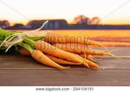 Lot Of Whole Fresh Orange Carrot Bunch With Greens Tied By Jute With Autumn Field In Background