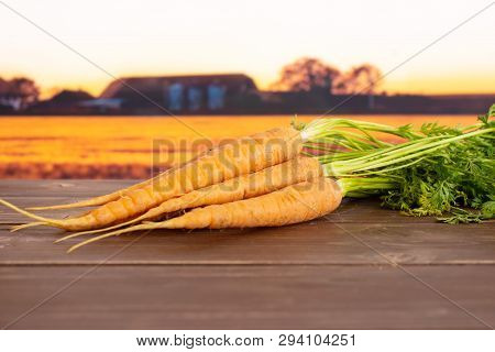 Group Of Five Whole Fresh Orange Carrot Bunch With Greens With Autumn Field In Background