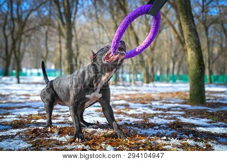 Cute American Pit Bull  Terrier Dog Hold Puller Toy In Teeth For A Walk In The Park