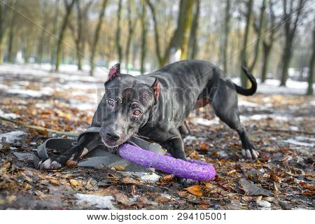 Cute American Pit Bull  Terrier Dog Hold Puller Toy In Teeth For A Walk In The Park