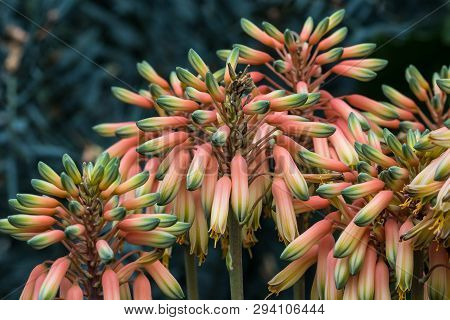 Close Up Of A Flower Stalk Of An Aloe Sheilae Plant