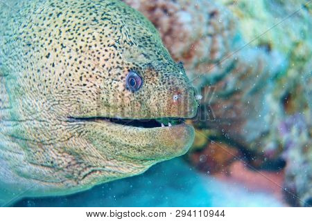 The Giant Moray (gymnothorax Javanicus) Close Up, Red Sea Egypt