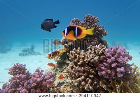 Clown Fish - Amphiprion Bicinctus - Two-banded Anemonefish. Red Sea
