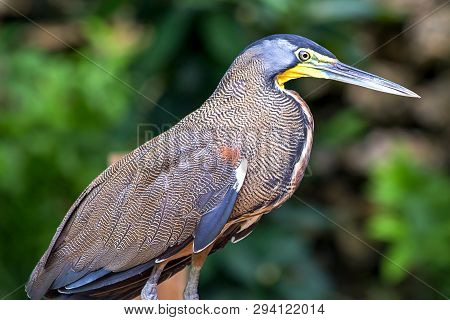 Portrait Of A The Beauty And Exotic Bare-throated Tiger Heron. Photographed In A Forest Near The Car