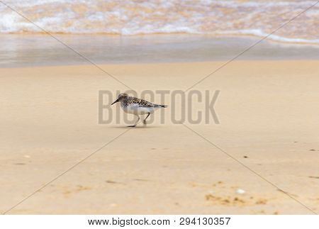 Sandpiper In A Beach Of Algarve (portugal)