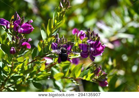 Close-up Of Polygala Flowers With A Violet Carpenter Bee, Nature, Macro