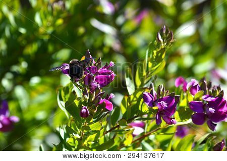 Close-up Of Polygala Flowers With A Violet Carpenter Bee, Nature, Macro