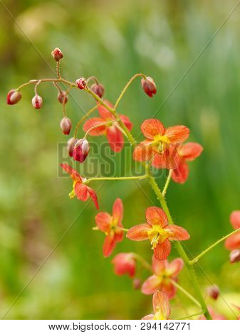 Closeup Of A Spray Of Red Buds And Orange Flowers Of An Epimedium Plant