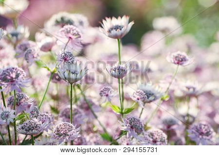 Summer Background With Flower Astrantia Major In The Garden