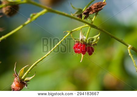 Raspberries Have Eaten. Raspberry On Branch In Garden. Large Juicy Ripe Raspberries On Branches, Sun