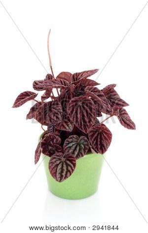 Peperomia