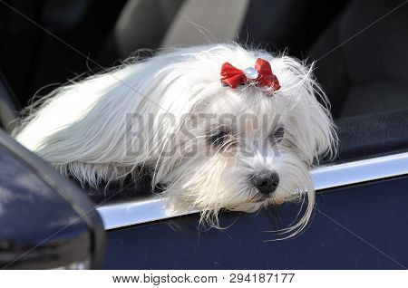 Maltese Dog In The Car Looking Out The Window.