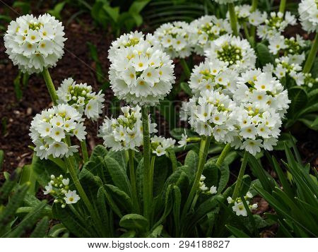 White Drumstick Primulas (primula Denticulata Alba) In A Spring Garden