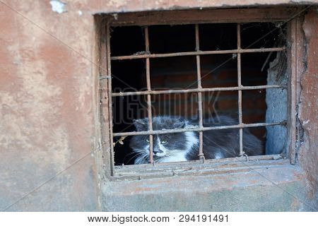 Homeless Cat Contemptuously Looks Through The Grate Basement At The World