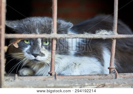 Homeless Cat Contemptuously Looks Through The Grate Basement At The World