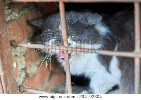 A Stray Cat Hisses Through The Grate Of The Basement, The Animal Protects Its Territory
