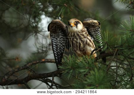 Portrait Of Red-footed Falcon (falco Vespertinus) Sit On Branch