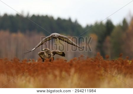 Pair Of Common Buzards On Meadow - Buteo Buteo