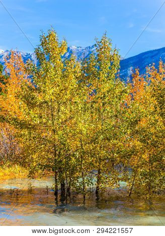 Autumn flood of Abraham lake. Artificial Abraham lake reflects the golden foliage of aspen. Concept of active, ecological and photo tourism