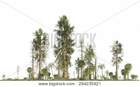 Forest Of The Mesozoic Era Isolated On White Background 3d Illustration