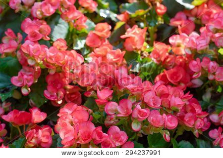 Numerous Bright Flowers Of Tuberous Begonias (begonia Tuberhybrida) In Garden. Spring Time