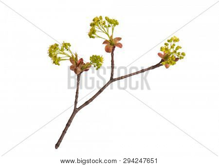 Blossoming branch with flowers. Single spring tree branch with flowers and buds, isolated on white background. Stick tree branch from nature for design.