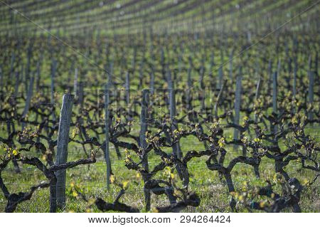 First Spring Leaves On A Trellised Vine Growing In Vineyard, Bordeaux, France