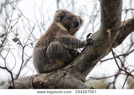 Furry Coala Bear Sleeping On The Branch, Near Melbourne, Australia