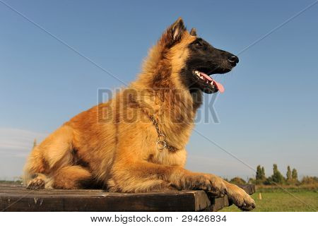 Belgisk vallhund Tervueren