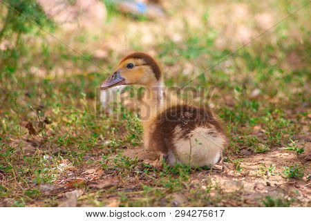 Female Adult White Campbell Domestic Breed Duck, Often Refered To As Jemima Puddle Ducks. An Adult H