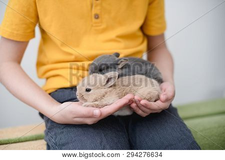 Two Bunny Babies In The Hands Of The Boy.