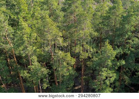 Aerial View Of European Pine Tree Forest On A Sunny Day. Pinetree Pattern Background, Preserving Woo