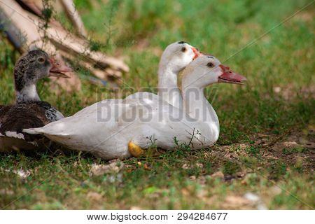 Female Adult White Campbell Domestic Breed Duck, Often Refered To As Jemima Puddle Ducks. An Adult H
