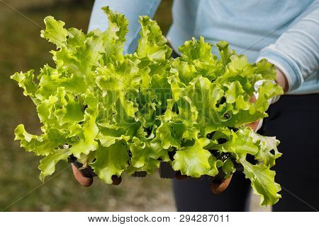 Organic Lettuce Seedlings Collection Prepared To Be Planted On The Garden. Gardening, Healthy  And H