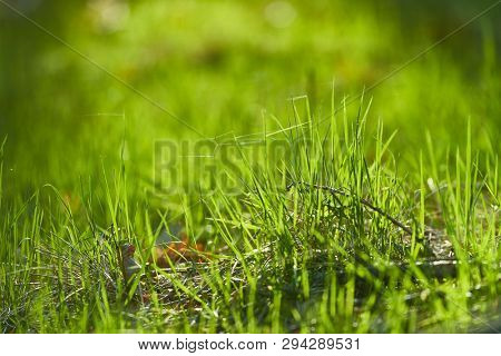 Vibrant green grass, grassy meadow