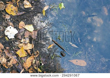 Closeup Of Dirty Riverside With Fallen Leaves And Shell
