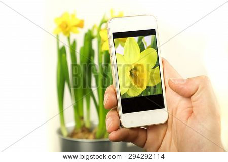 Making Photos By Phone. Making Photos Flower. Making Photo Narcis, Narcissus.