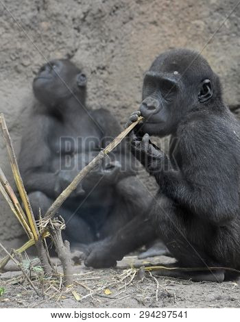 Stunning Shot Of Pair Of Silverback Gorillas.