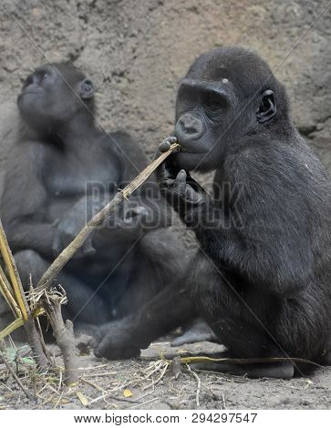 Adorable Silverback Baby Gorillas In Focus With Other Gorillas In The Background.