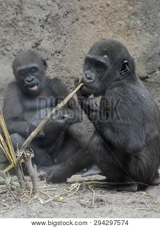 Adorable Silverback Gorillas Sitting Together And Carrying Out Different Tasks.