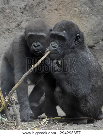 Two Cute Baby Gorillas Chewing On A Piece Of Wood.