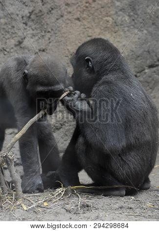 Cute Baby Gorillas Playing Together With A Stick
