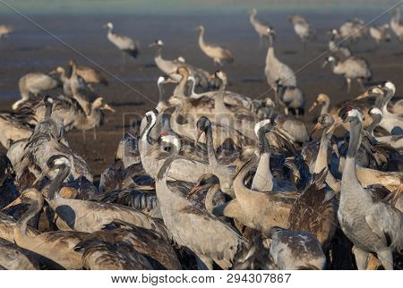 Common Crane In Birds Natural Habitats, Hula Valley In Israel, A Resting Place For 500 Million Birds