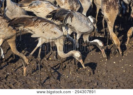 Common Crane In Birds Natural Habitats, Hula Valley In Israel, A Resting Place For 500 Million Birds
