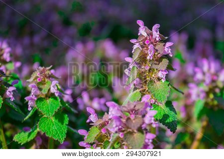 Flowers Lamium Maculatum Also Known As Spotted Dead-nettle, Spotted Henbit And Purple Dragon.